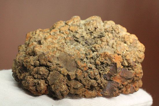 現物を彷彿とさせる!コロラド州産草食恐竜のウンチ化石コプロライト(Coprolite)(その10)