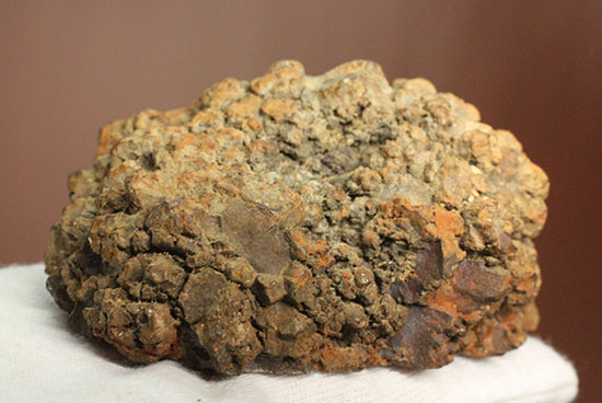 現物を彷彿とさせる！コロラド州産草食恐竜のウンチ化石コプロライト(Coprolite)（その10）