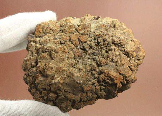 現物を彷彿とさせる!コロラド州産草食恐竜のウンチ化石コプロライト(Coprolite)(その11)
