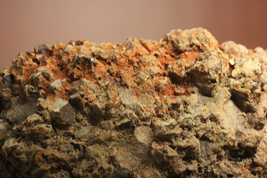 現物を彷彿とさせる!コロラド州産草食恐竜のウンチ化石コプロライト(Coprolite)(その12)
