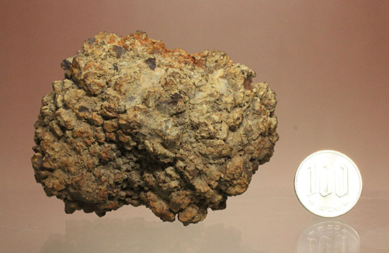 現物を彷彿とさせる！コロラド州産草食恐竜のウンチ化石コプロライト(Coprolite)（その13）