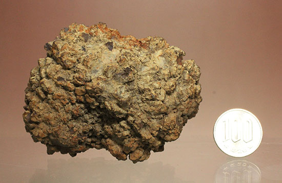 現物を彷彿とさせる!コロラド州産草食恐竜のウンチ化石コプロライト(Coprolite)(その13)