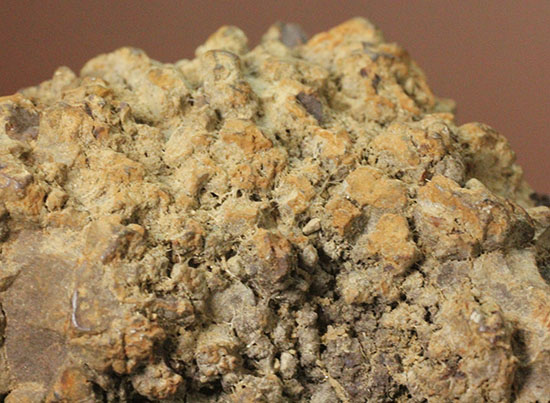 現物を彷彿とさせる!コロラド州産草食恐竜のウンチ化石コプロライト(Coprolite)(その3)