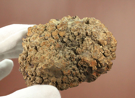 現物を彷彿とさせる!コロラド州産草食恐竜のウンチ化石コプロライト(Coprolite)(その4)