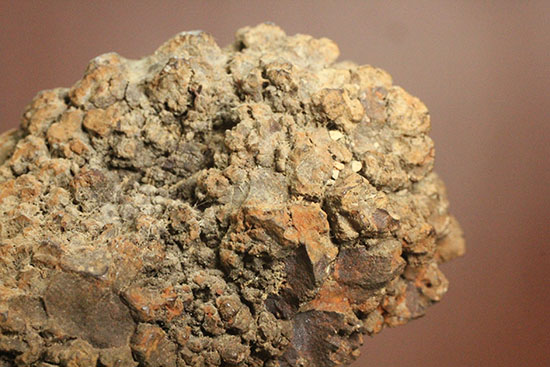 現物を彷彿とさせる!コロラド州産草食恐竜のウンチ化石コプロライト(Coprolite)(その5)