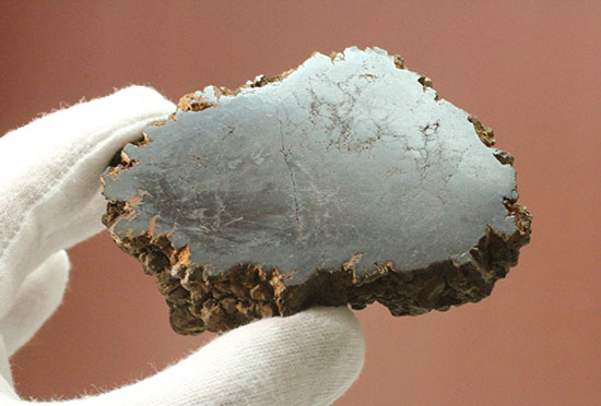 現物を彷彿とさせる!コロラド州産草食恐竜のウンチ化石コプロライト(Coprolite)(その6)