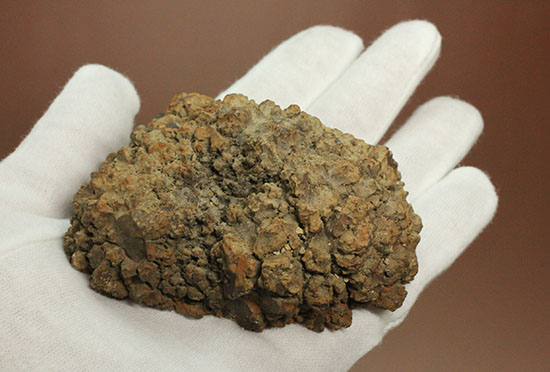 現物を彷彿とさせる！コロラド州産草食恐竜のウンチ化石コプロライト(Coprolite)（その7）