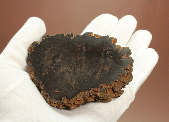 現物を彷彿とさせる!コロラド州産草食恐竜のウンチ化石コプロライト(Coprolite)(その8)