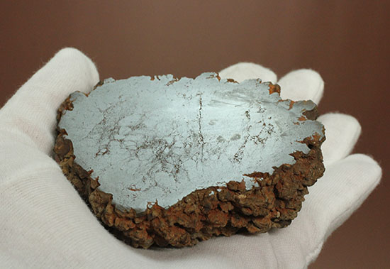 現物を彷彿とさせる!コロラド州産草食恐竜のウンチ化石コプロライト(Coprolite)(その9)
