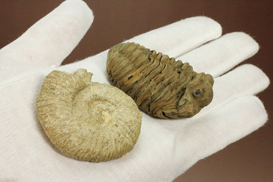 本物化石人気種２個セット！三葉虫とアンモナイト化石（その1）