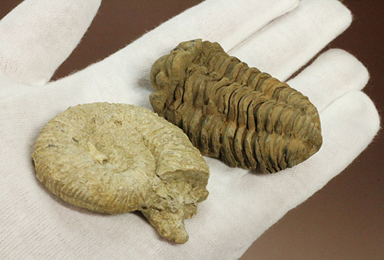 本物化石人気種２個セット！三葉虫とアンモナイト化石（その3）