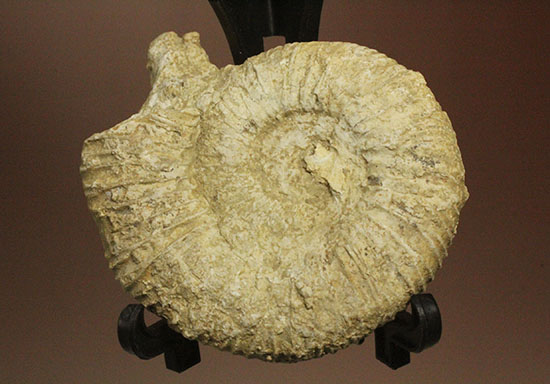 本物化石人気種２個セット！三葉虫とアンモナイト化石（その7）