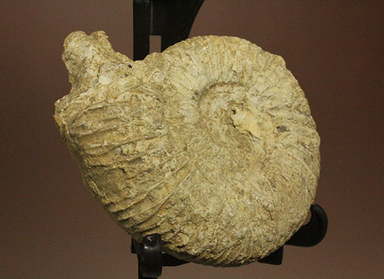 本物化石人気種２個セット！三葉虫とアンモナイト化石（その8）