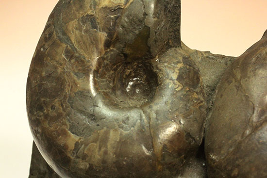 ほぼ３D！ダイナミックさが魅力です！４つ同時に見られる北海道産アンモナイト(Ammonite)（その16）