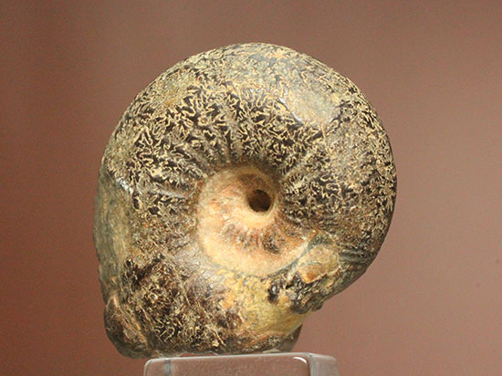 縫合線模様の鑑賞にもってこい！厚みのある満足アンモナイト