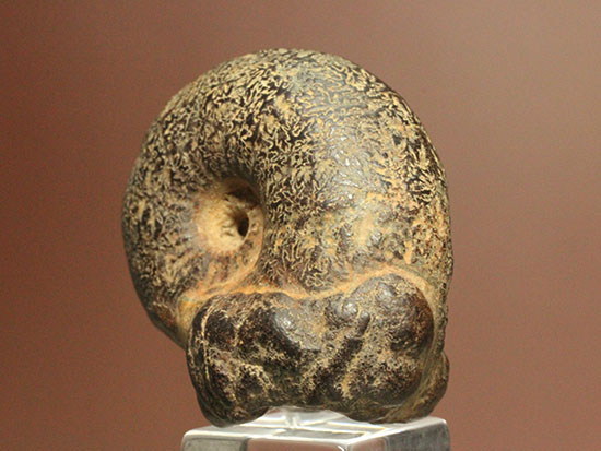 4525）アンモナイトの化石 30kg超え 縫合線 鑑賞石 置物 4525