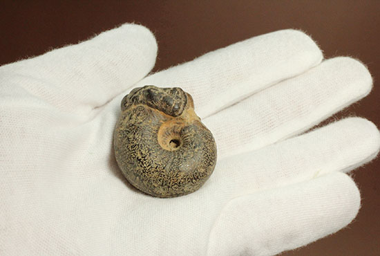 縫合線模様の鑑賞にもってこい！厚みのある満足アンモナイト