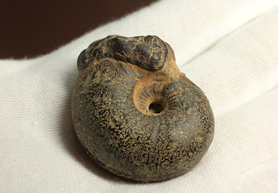 縫合線模様の鑑賞にもってこい！厚みのある満足アンモナイト