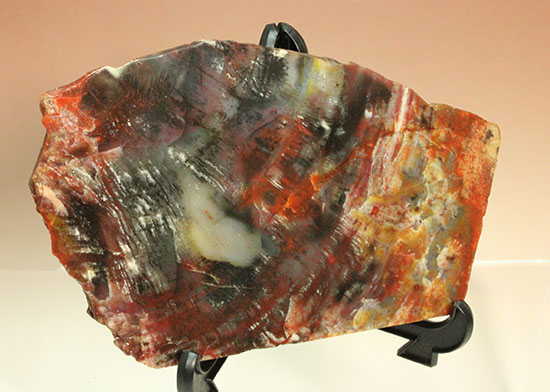 彩り美しいアリゾナ州産木化石（珪化木）（その1）