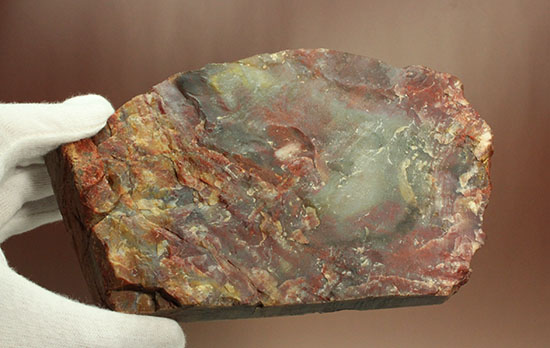 彩り美しいアリゾナ州産木化石（珪化木）（その12）
