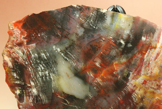 彩り美しいアリゾナ州産木化石（珪化木）（その2）