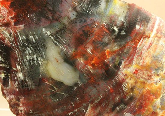 彩り美しいアリゾナ州産木化石（珪化木） 化石 販売