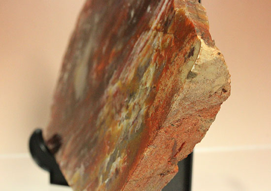 彩り美しいアリゾナ州産木化石（珪化木）（その8）