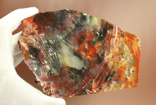 彩り美しいアリゾナ州産木化石（珪化木）（その9）