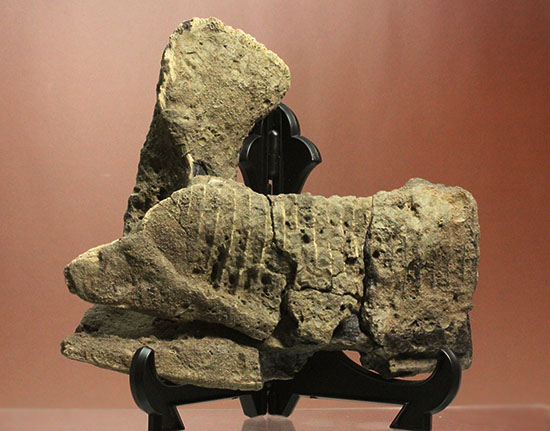 鳥盤類ハドロサウルスの左顎の化石（その1）