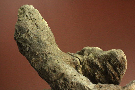 鳥盤類ハドロサウルスの左顎の化石（その10）