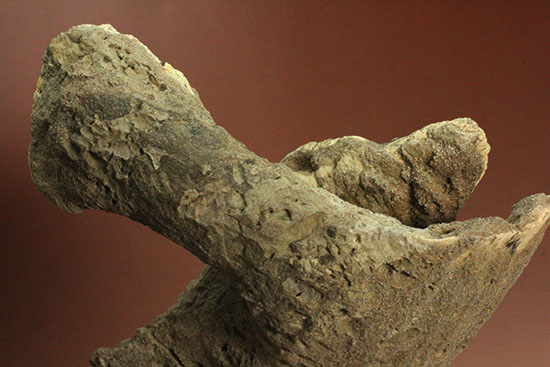鳥盤類ハドロサウルスの左顎の化石（その11）