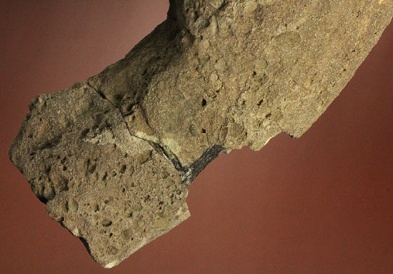 鳥盤類ハドロサウルスの左顎の化石（その13）