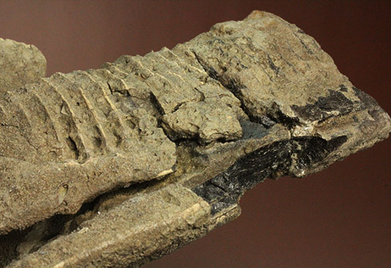 鳥盤類ハドロサウルスの左顎の化石（その14）