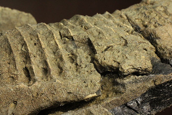鳥盤類ハドロサウルスの左顎の化石（その15）