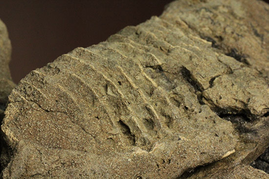 鳥盤類ハドロサウルスの左顎の化石（その16）