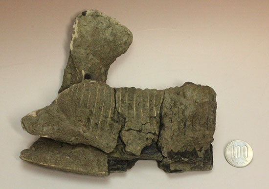 鳥盤類ハドロサウルスの左顎の化石（その18）