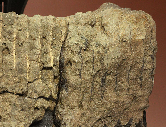 鳥盤類ハドロサウルスの左顎の化石（その2）