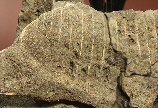 鳥盤類ハドロサウルスの左顎の化石（その3）