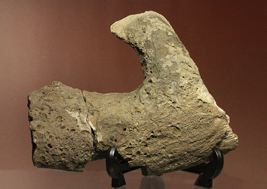 鳥盤類ハドロサウルスの左顎の化石（その5）