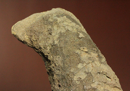 鳥盤類ハドロサウルスの左顎の化石（その6）