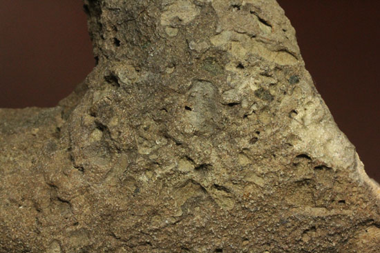 鳥盤類ハドロサウルスの左顎の化石（その7）
