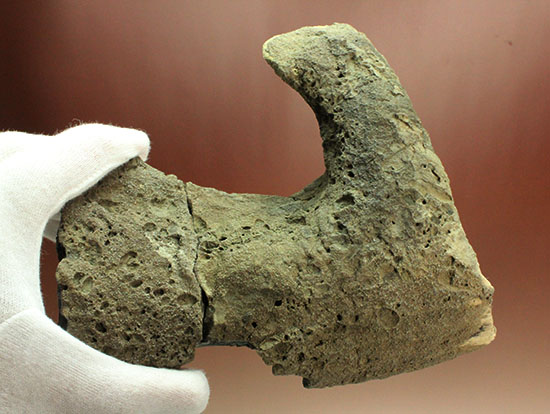 鳥盤類ハドロサウルスの左顎の化石（その9）