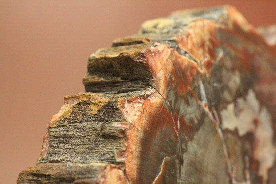 １枚のなかに様々なドラマを魅せてくれる​マダガスカル産木の化石（珪化木）（その9）