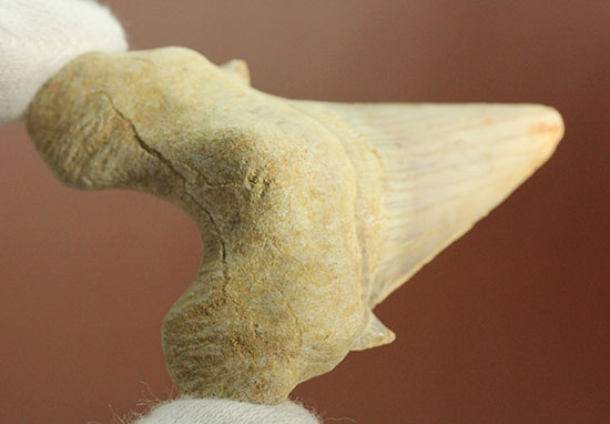 古代サメ・オトダス歯化石(Otodus obliqqus)（その1）