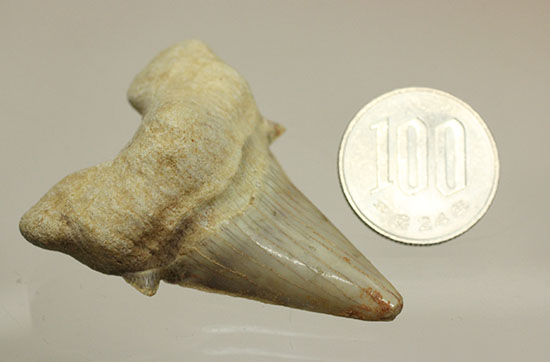 古代サメ・オトダス歯化石(Otodus obliqqus)（その10）