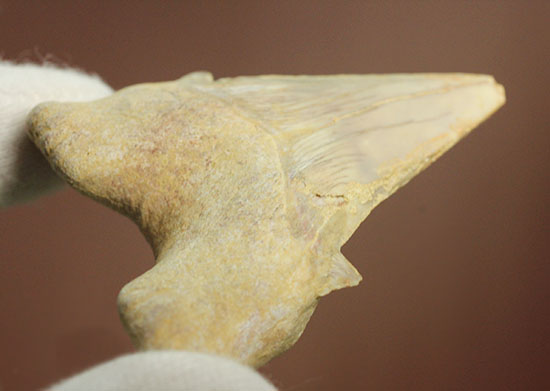 古代サメ・オトダス歯化石(Otodus obliqqus)（その2）