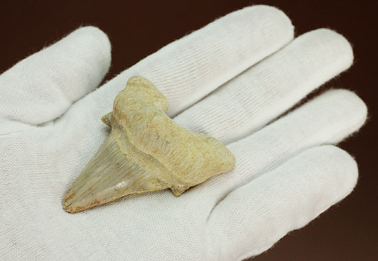 古代サメ・オトダス歯化石(Otodus obliqqus)（その3）