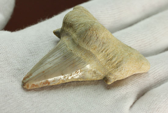 古代サメ・オトダス歯化石(Otodus obliqqus)（その4）