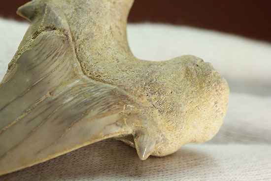 古代サメ・オトダス歯化石(Otodus obliqqus)（その7）