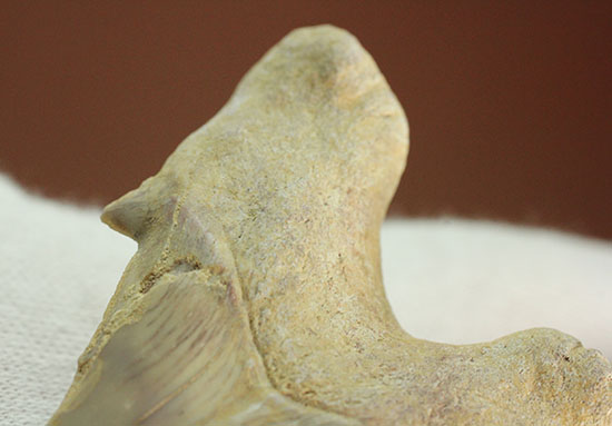 古代サメ・オトダス歯化石(Otodus obliqqus)（その8）